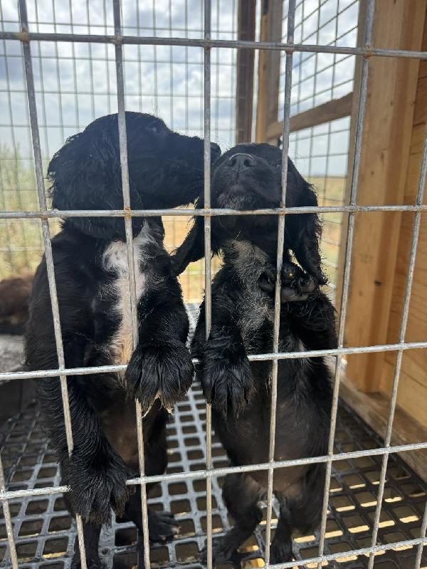ENGLISH COCKER SPANIELS English Cocker Spaniel