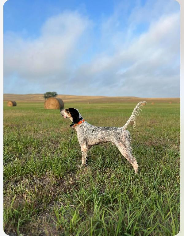 LLEWELLIN SETTER PUPPIES - TEXAS Llewellin Setter