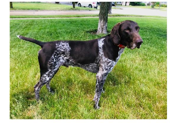 DK (GSP) PUPPIES - TEXAS German Shorthaired Pointer