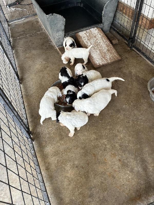 DOC AND MIA PUPS English Setter