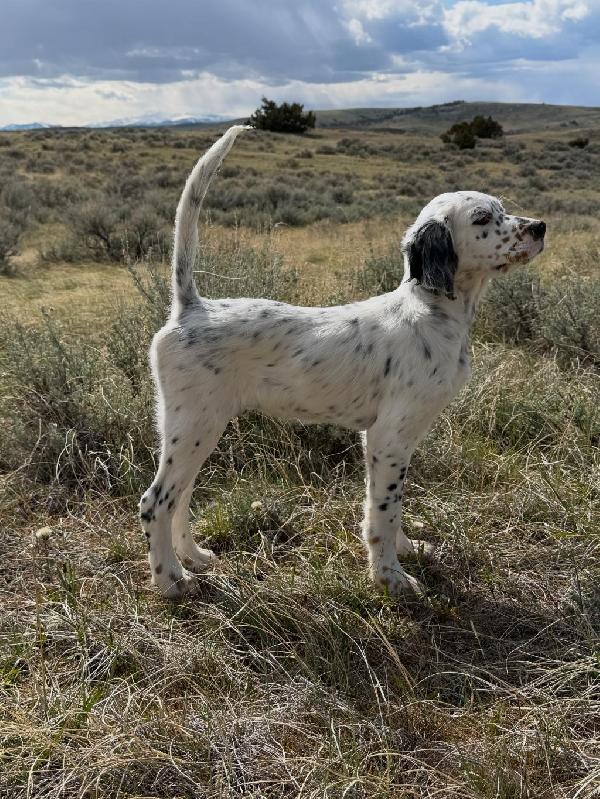 NICE SETTER PUP English Setter