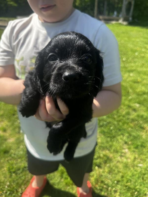 FIELD BRED ENGLISH COCKER SPANIEL PUPPIES English Cocker Spaniel