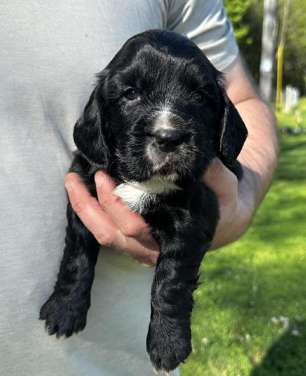 ENGLISH COCKER SPANIEL PUPPIES English Cocker Spaniel