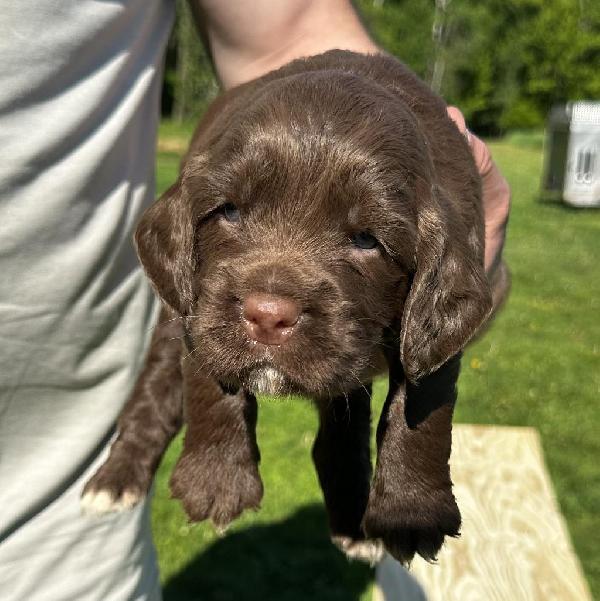 FIELD BRED ENGLISH COCKER SPANIEL PUPPIES English Cocker Spaniel