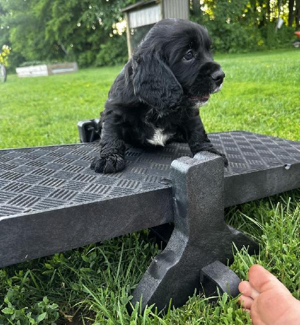 FB ENGLISH COCKER PUPPY English Cocker Spaniel