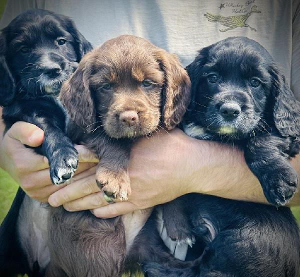 FB ENGLISH COCKER PUPPIES English Cocker Spaniel