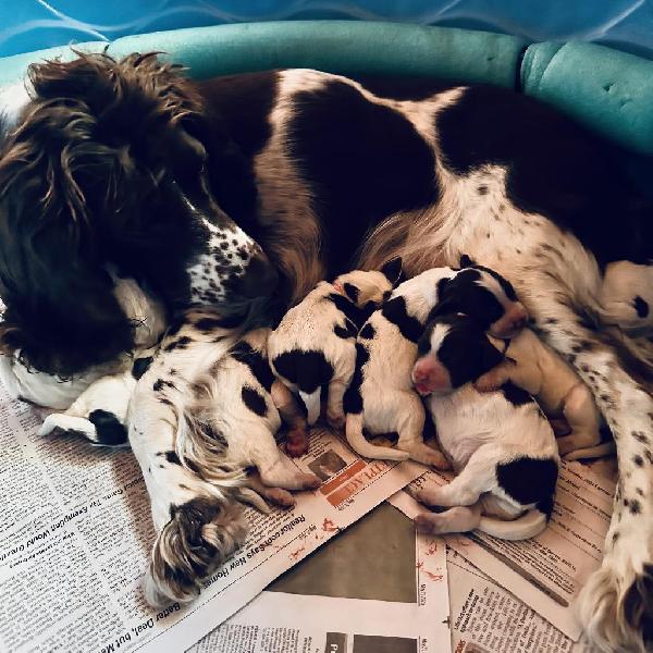 AKC FIELD BRED ESS PUPPIES CO 303-250-0302 English Springer Spaniel
