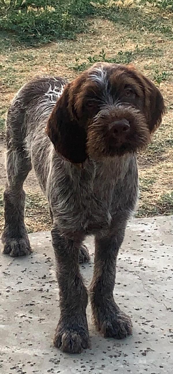 MALE PUPS Wirehaired Pointing Griffon