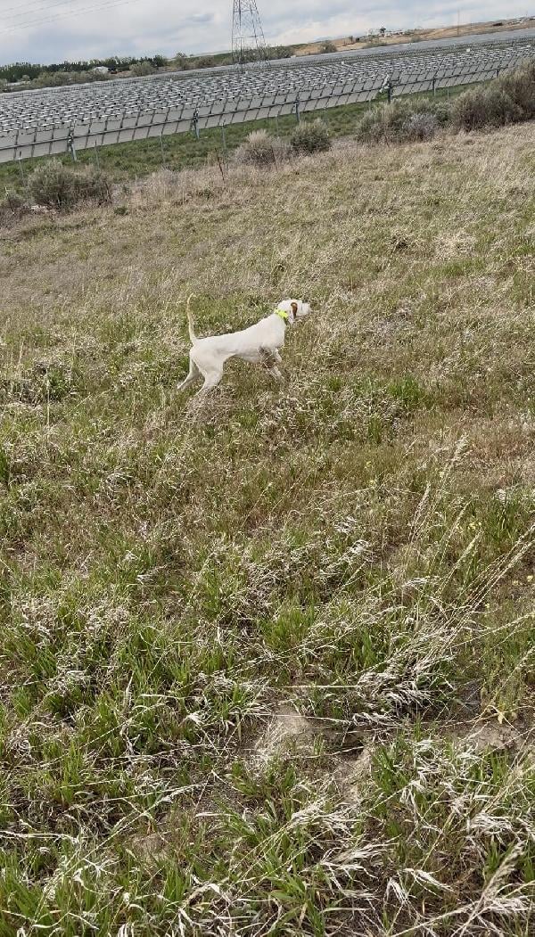 1 YEAR OLD MALE POINTER FOR SALE English Pointer