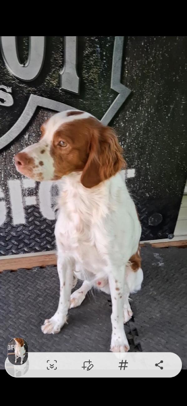 ALMOST 2 YEAR OLD FINISHED AMERICAN BRITTANY American Brittany