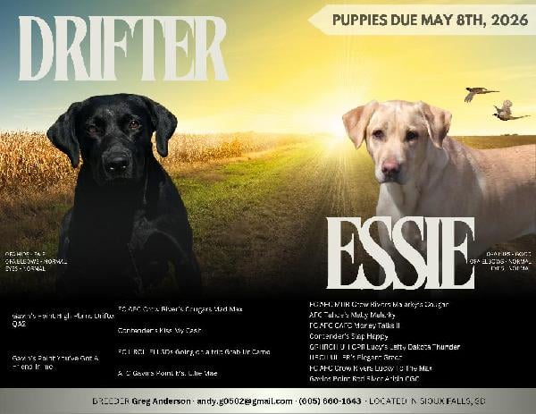 AKC BLACK & YELLOW LAB PUPS - SD Labrador Retriever