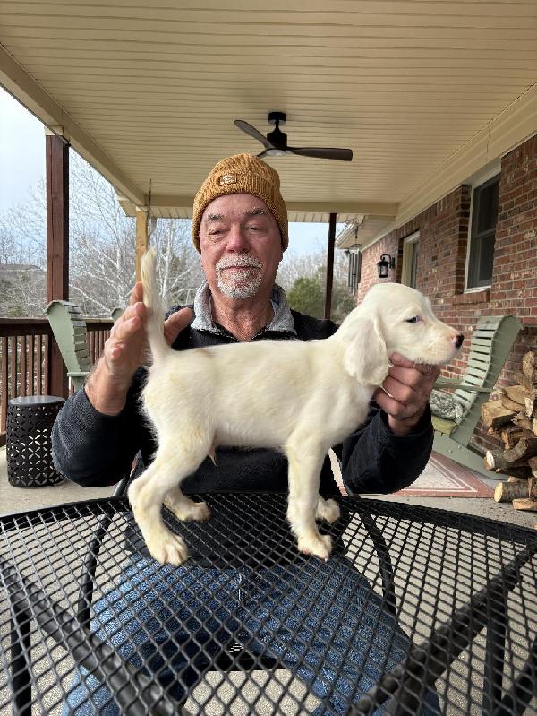 CH BRYANT’S GIVE IT A RIP SETTER PUPS English Setter