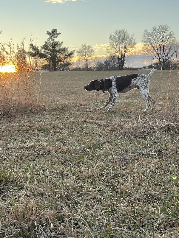 HEALTH TESTED PROVEN MALE German Shorthaired Pointer