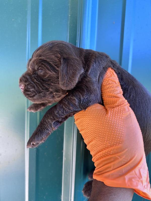 BOYKIN SPANIEL PUPPIES Boykin Spaniels