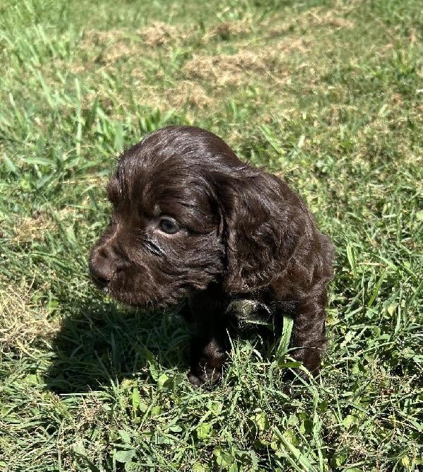 FIELD BRED ENGLISH COCKER SPANIEL PUPPIES English Cocker Spaniel