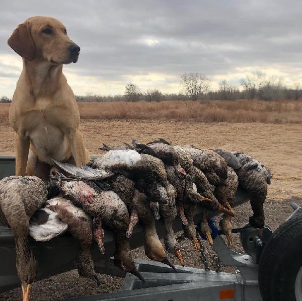 6XGRHRCH UH JETT MH HOF X NIKKI LITTER Labrador Retriever