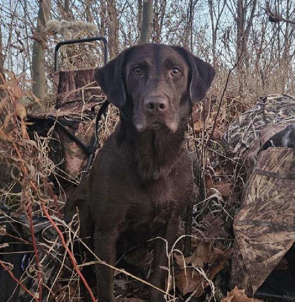 GABLE SH X CALI LITTER Labrador Retriever