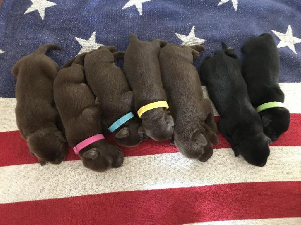 GABLE SH X CALI LITTER Labrador Retriever