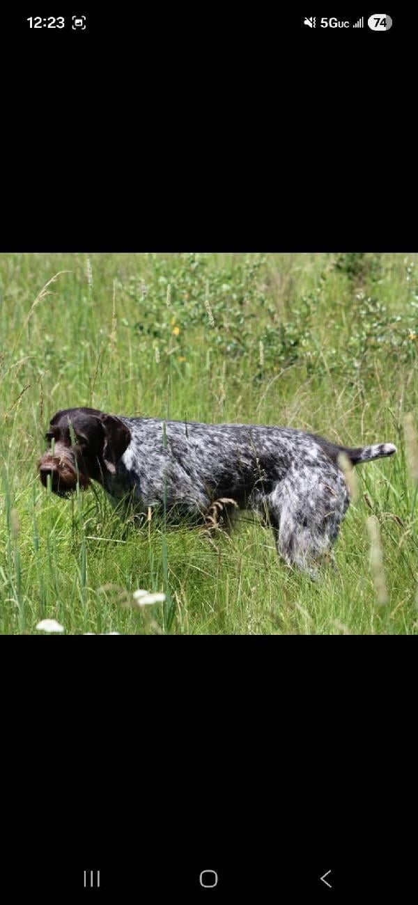 GERMAN WIREHAIRED POINTER PUPPIES German Wirehaired Pointer