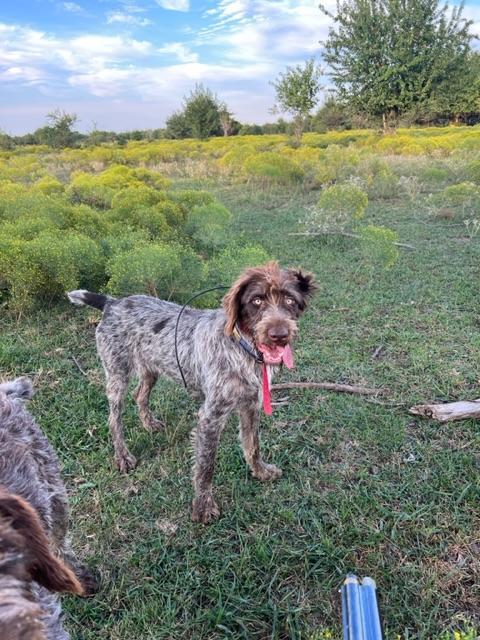 WORTHINGTON AKC KANSAS GERMAN WIREHAIRES German Wirehaired Pointer