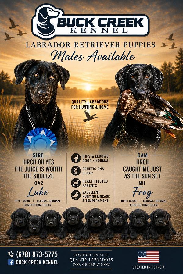 HRCH LUKE QA2 X HRCH FROG MH NDL Labrador Retriever