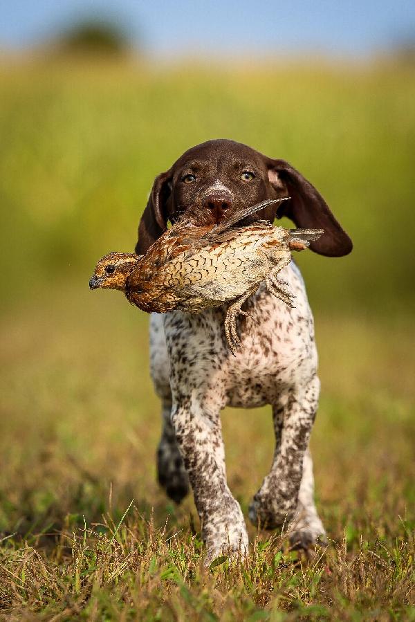 MALE GSP PUPPIES (STARTED AND HUNTING OVER) German Shorthaired Pointer