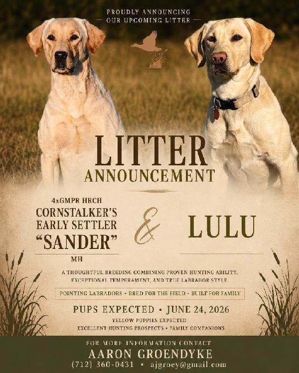 AKC PUREBRED YELLOW POINTING LABS Labrador Retriever