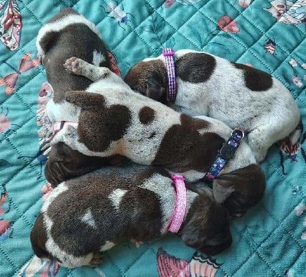 GERMAN SHORTHAIRED POINTER PUPPIES German Shorthaired Pointer