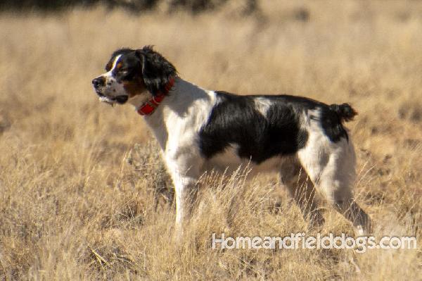 FIELD BRED EPAGNEUL BRETON FRENCH BRITTANY French Brittany