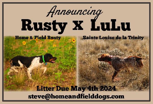 UPCOMING FRENCH BRITTANY LITTER French Brittany