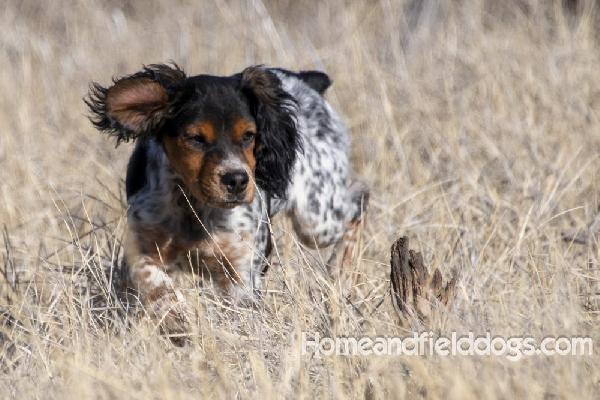 STARTED FEMALE EPAGNEUL BRETON French Brittany
