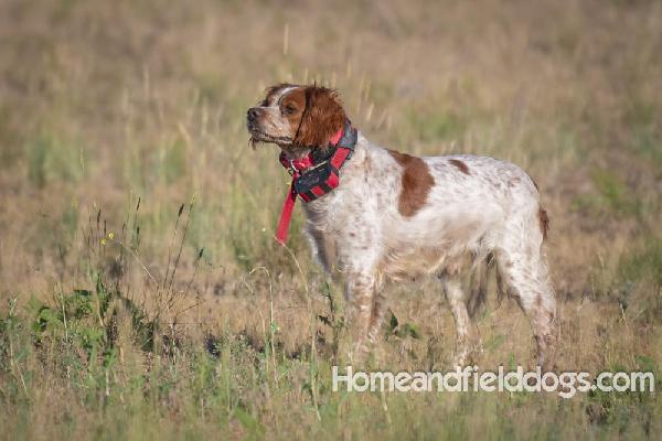 FINISHED FEMALE EPAGNEUL BRETON French Brittany
