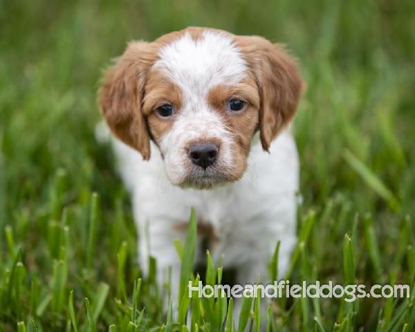 ORANGE ROAN MALE PUPPY French Brittany