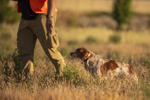 FINISHED MALE FRENCH BRITTANY Epagneul Breton