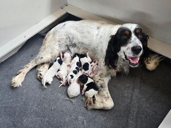 ENGLISH SETTER English Setter