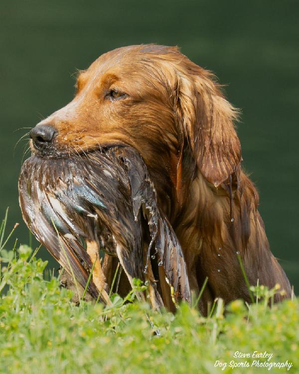 MAGICGOLD WORKING GOLDEN RETRIEVER PUPPIES Golden Retriever
