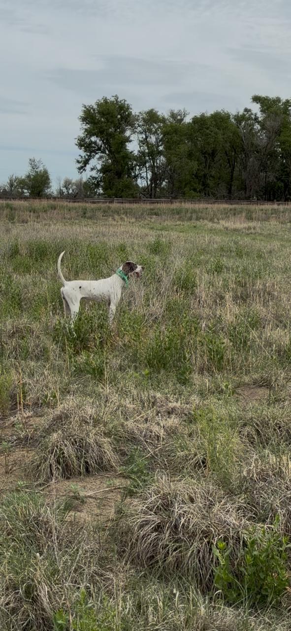HOF ROCKACRE BLACKHAWK/CROSSWIND JIM PEDIGREE English Pointer
