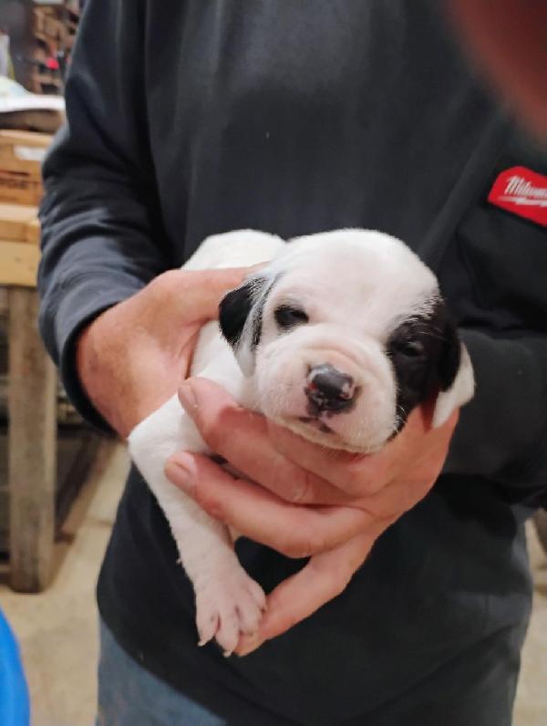 7 NEW ENGLISH POINTER PUPS English Pointer