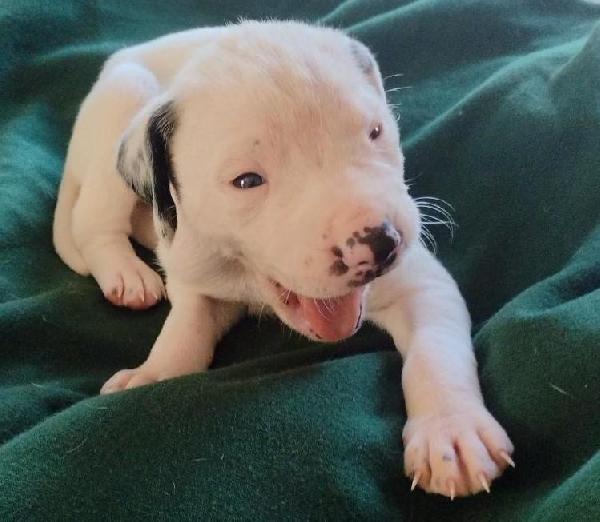 NSTRA NBHA HOFS WITH NAVHDA TILES! English Pointer