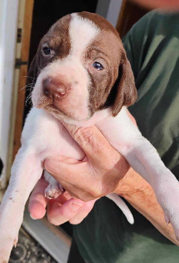 NSTRA NBHA HOFS WITH NAVHDA English Pointer