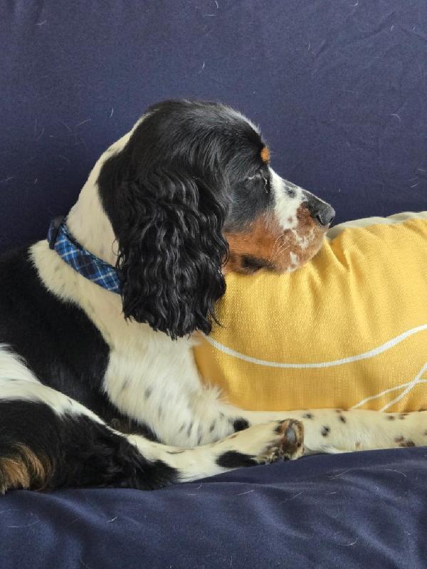 AKC ENGLISH SPRINGER SPANIEL PUPPIES English Springer Spaniel