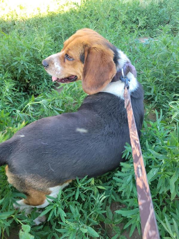 FEMALE BEAGLE Beagle