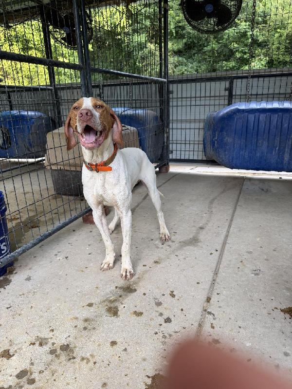 ELHEW POINTER English Pointer