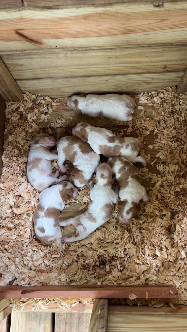 REGISTERED BRITTANY PUPS American Brittany