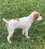 MALE BRITTANY PUP READY TO GO.