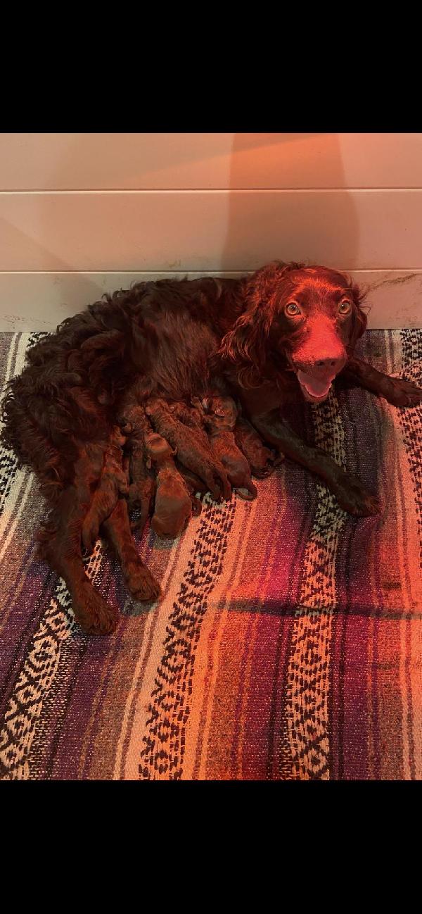 BOYKIN FEMALES Boykin Spaniels