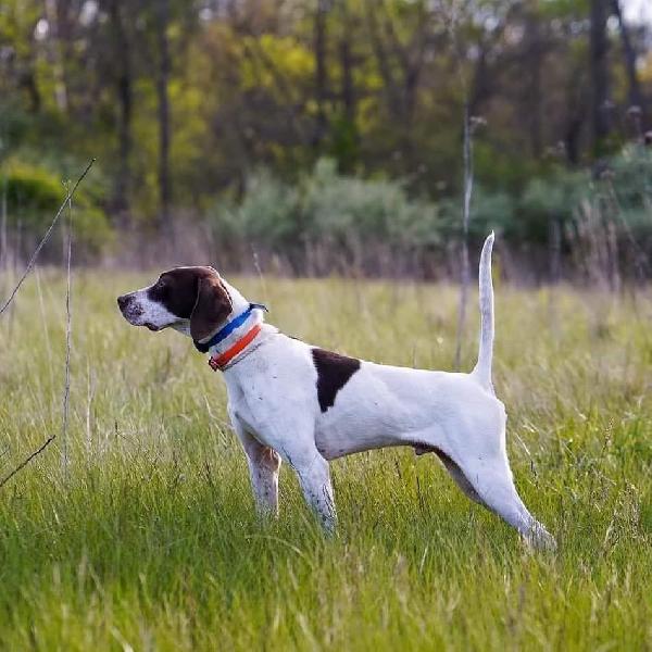 ENGLISH POINTER MALE UP FOR DISCUSSION English Pointer