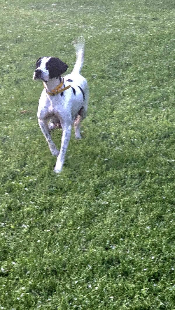 ENGLISH POINTER FEMALE UP FOR DISCUSSION English Pointer