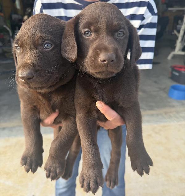 AKC CHOCOLATE POINTING LAB PUPS READY NOW! Labrador Retriever