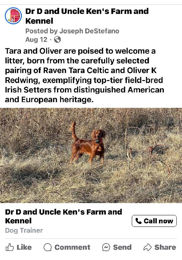 AKC IRISH SETTER PUPPIES Irish Setter